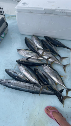 オキサワラの釣果