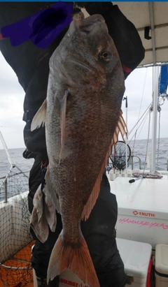 タイの釣果