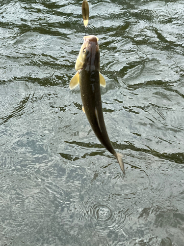 ウグイの釣果