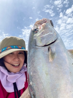 カンパチの釣果