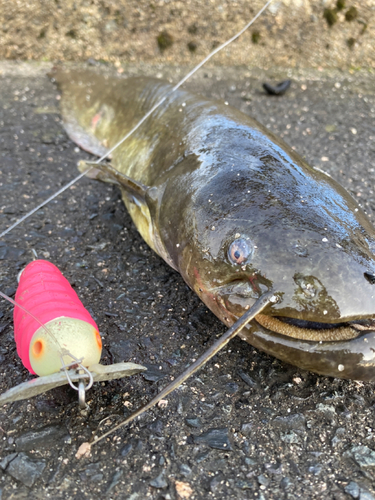 ナマズの釣果