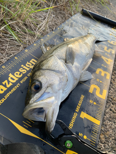 スズキの釣果