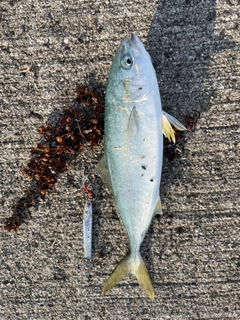 ワカナゴの釣果