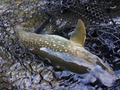 アメマスの釣果