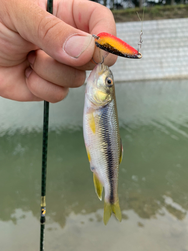 カワムツの釣果