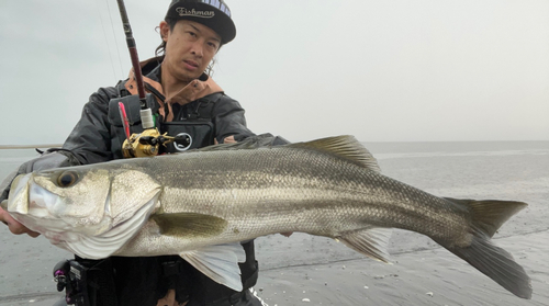 スズキの釣果