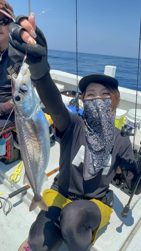 スミヤキの釣果