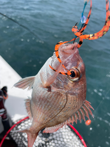 マダイの釣果