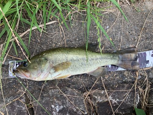 ブラックバスの釣果