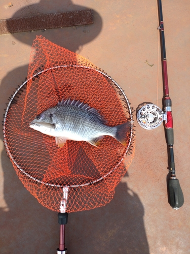 キチヌの釣果