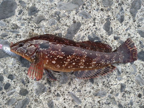 アイナメの釣果