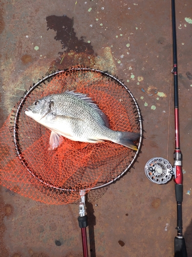 キチヌの釣果