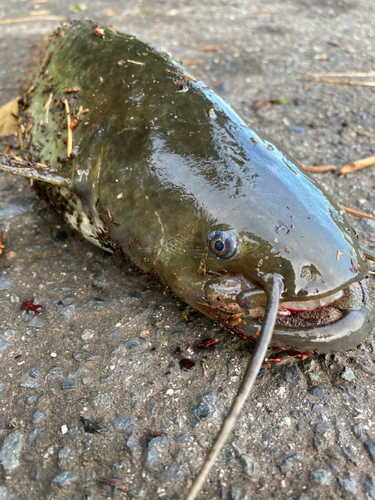 ナマズの釣果