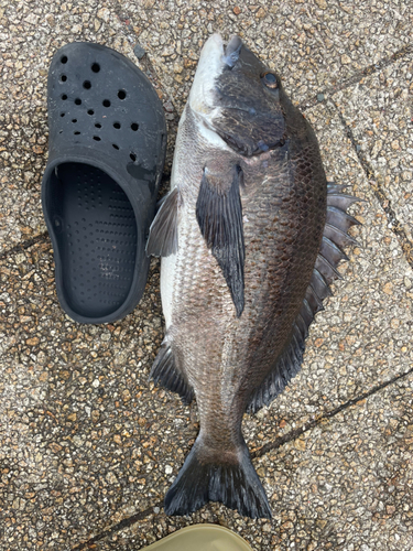 チヌの釣果