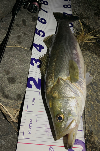 シーバスの釣果