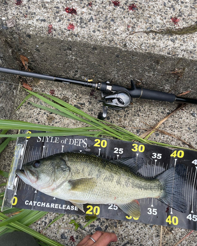 ブラックバスの釣果