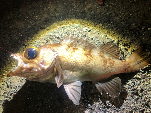 クロメバルの釣果