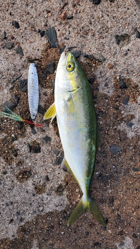 ツバスの釣果