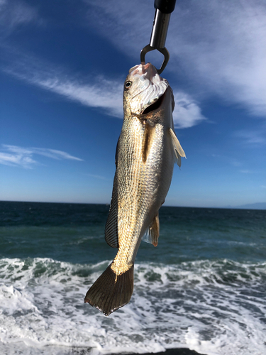 イシモチの釣果