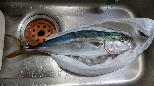 イナダの釣果