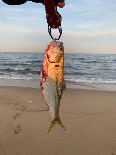 コノシロの釣果