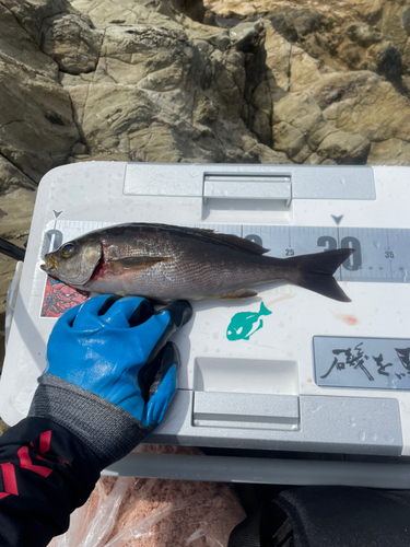 イサキの釣果