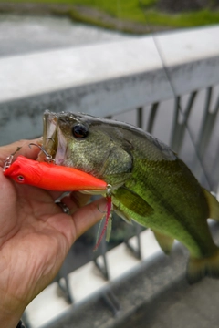 ラージマウスバスの釣果