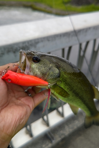 ラージマウスバスの釣果