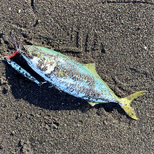 ワカシの釣果