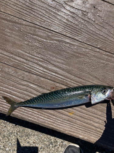 サバの釣果