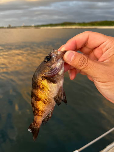 メバルの釣果