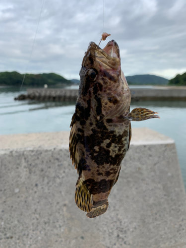 タケノコメバルの釣果