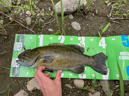 ブラックバスの釣果