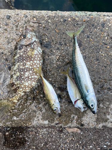 サバの釣果