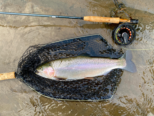 ニジマスの釣果