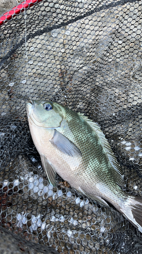 メジロの釣果