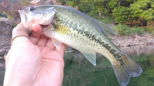 ラージマウスバスの釣果