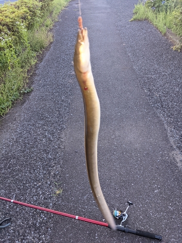 ウナギの釣果