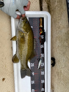 スモールマウスバスの釣果