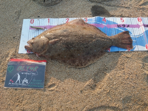 ヒラメの釣果