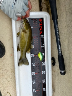 スモールマウスバスの釣果