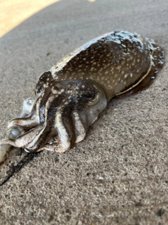 シリヤケイカの釣果