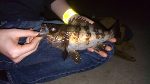 メバルの釣果