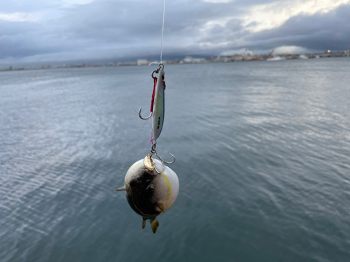 フグの釣果