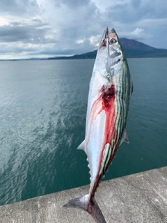 ハガツオの釣果