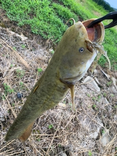 ナマズの釣果