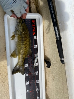 スモールマウスバスの釣果