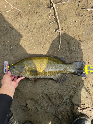 スモールマウスバスの釣果