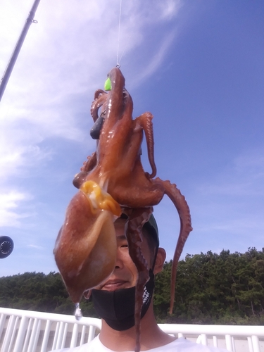 タコの釣果