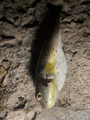 コモンフグの釣果